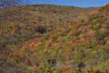 fall-colored mtn